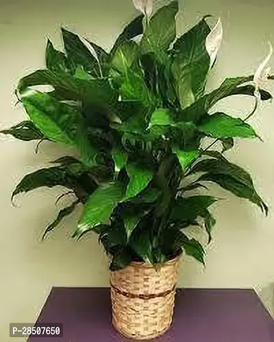 Lily Plant  Peace Lily XOxygreenPlant 2-thumb2