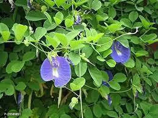 Aparajita Butterfly Pea Plant  Aparajita xoxygp02-thumb3