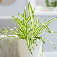 Spider Plant  Spider Plant  In Plastic Pot With Decorative-thumb1