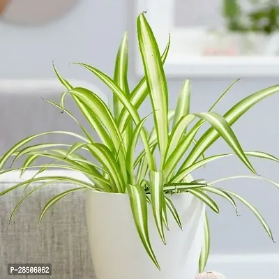 Spider Plant  Spider Plant  In Plastic Pot With Decorative-thumb2