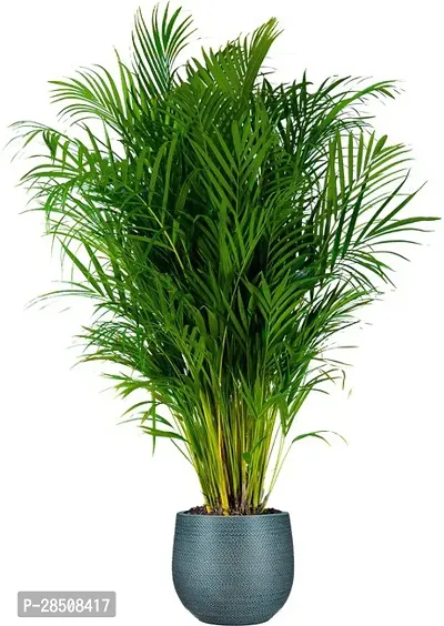 Areca Palm Aricapalm Plant heaven10