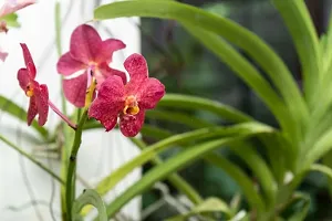 Orchid Plant  Vanda Orchid Flower Plant  1-thumb1