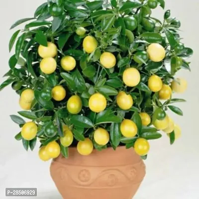 Lemon Plant  MN NT 803-thumb0