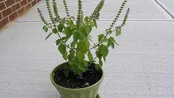 Natural Live Plant for Home Garden-thumb2