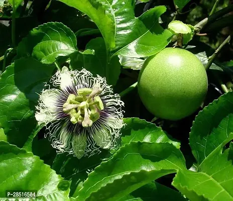 Natural Live Plant for Home Garden