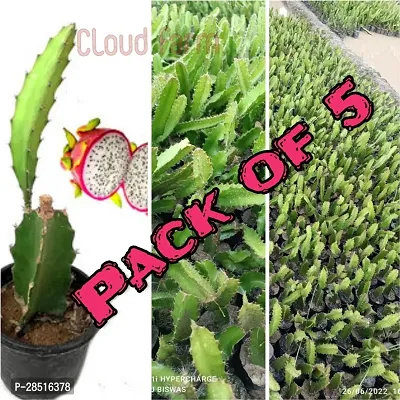 Natural Live Plant for Home Garden-thumb0