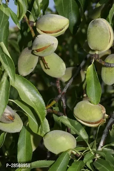 Almond Plant  Badam Almond XPLaNeTreee-thumb3