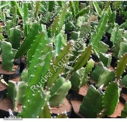 Natural Live Plant for Home Garden-thumb0