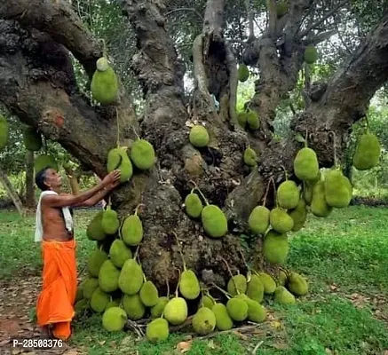 Jackfruit Plant  Kathal Plant kingdom28