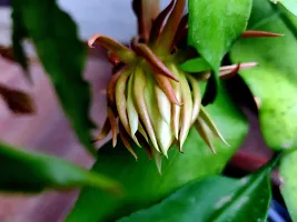 Brahma Kamal Plant  Q Brahma Kamal Flower Plant-thumb1