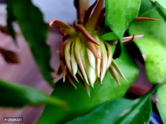 Brahma Kamal Plant  Q Brahma Kamal Flower Plant-thumb2