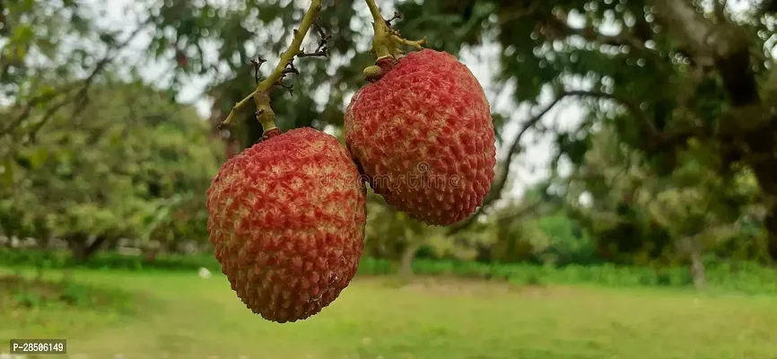 Litchi Plant  litchi