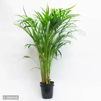 Areca Palm Arica Plant heaven361-thumb0