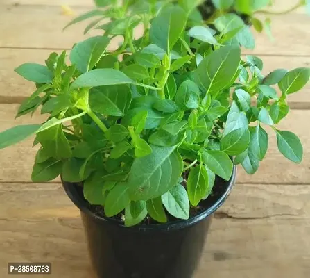 Basil Plant   XPBReba60