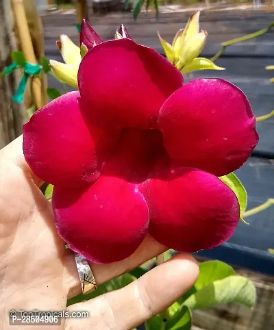 TuberoseRajnigandha Plant  Allamanda Flower Plant  0077-thumb0