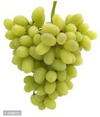 Grapes Plant  green long grapes Fruit Plant-thumb0