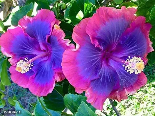 Earth Angels Hibiscus Plant Hibiscus flower plants-thumb0