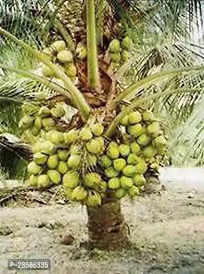 Coconut Plant  Hybrid Coconut Fruit Plant s 211-thumb0