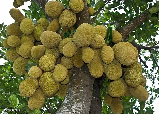 Jackfruit Plant  Jackfruit Live Plant-thumb0