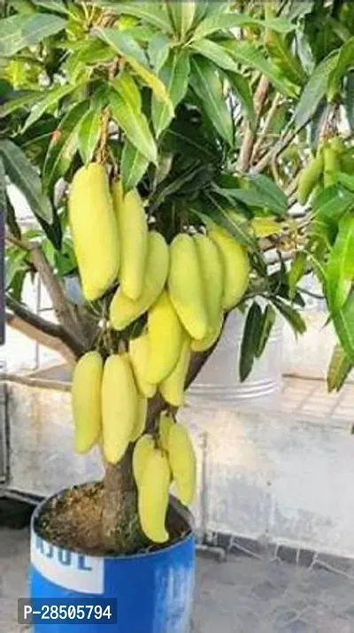 Mango Plant  Banana-thumb0