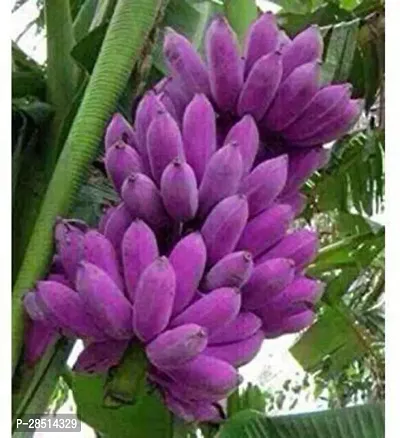 Natural Live Plant for Home Garden-thumb0