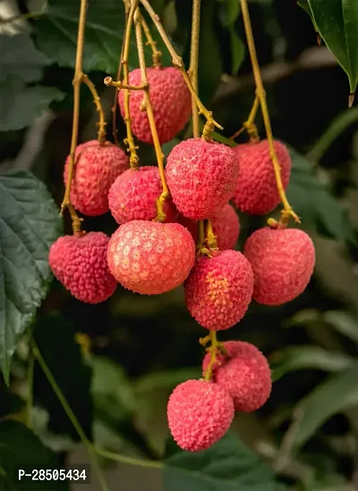 Litchi Plant  Grafted Sweet Tasty Hybrid Kasba Litchi Plant-thumb0