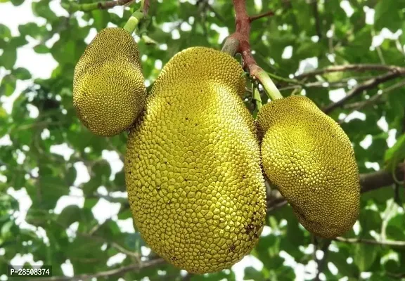 Jackfruit Plant  Kathal Plant kingdom55-thumb0