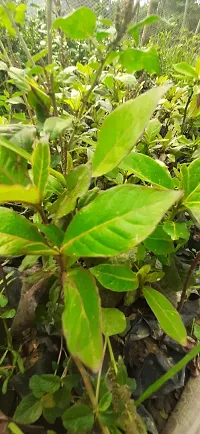 Almond Plant  Badam Indian Almond Plant-thumb1