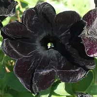 Hibiscus Plant  Bonsai HibiscusBlack Hibiscus-thumb1