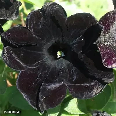 Hibiscus Plant  Bonsai HibiscusBlack Hibiscus-thumb2