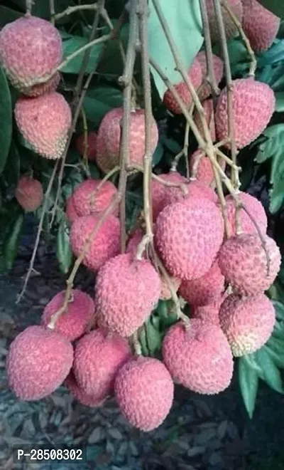 Litchi Plant  Litchi Plant kingdom191