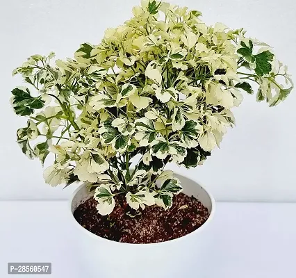 Earth Angels Aralia Plant Variegated Aralia Indoor Plant-thumb3