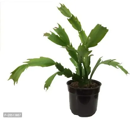 Natural Live Plant for Home Garden-thumb0