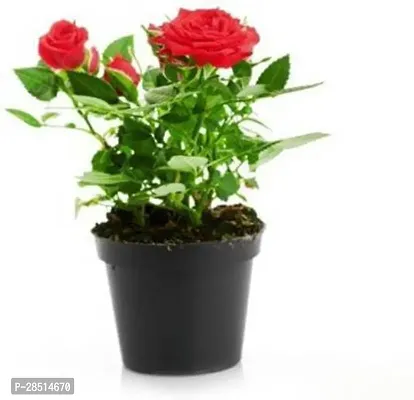 Natural Live Plant for Home Garden-thumb0