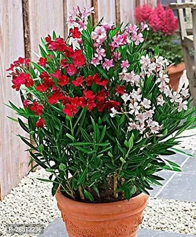 Natural Live Plant for Home Garden-thumb0