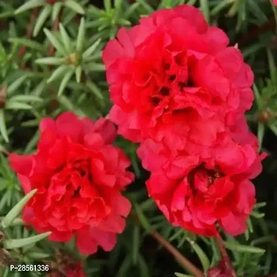 Earth Angels Portulaca Plant Red Portulaca10O Clock Plant-thumb0