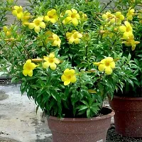 Natural Live Plant for Home Garden-thumb2