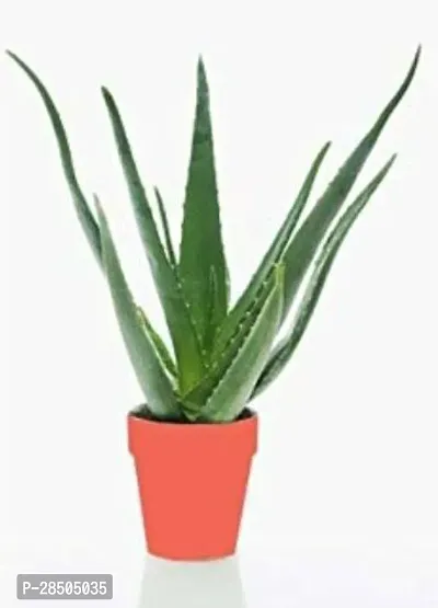 Aloe Vera Plant  GRP RK 105-thumb0