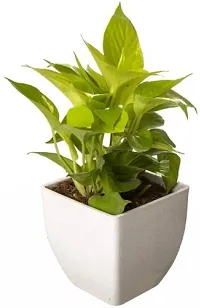 Money Plant  MONEY Plant  WHITE POT-thumb1