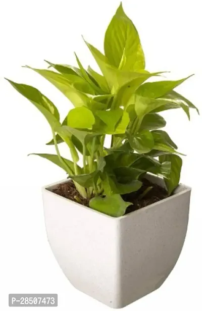 Money Plant  MONEY Plant  WHITE POT-thumb2