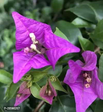 Bougainvillea Plant  Bougainvilla Plant kingdom162-thumb0