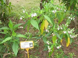 Heart Leaf Oxycardium Plant  Plant  ADALODAKAM-thumb2