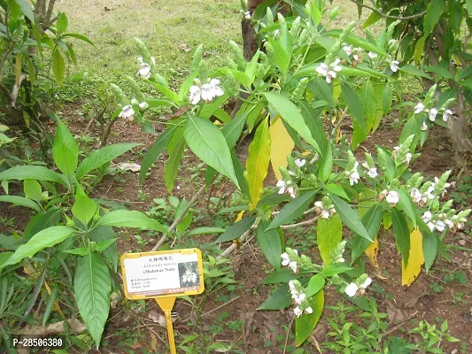 Heart Leaf Oxycardium Plant  Plant  ADALODAKAM-thumb3