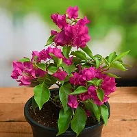 Baugainvillea Plant  Bougainvilla Plant kingdom92-thumb1