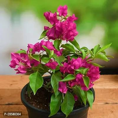 Baugainvillea Plant  Bougainvilla Plant kingdom92-thumb2