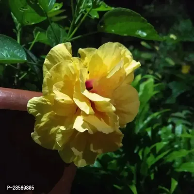 Earth Angels Hibiscus Plant Hibiscus Yellow Live Flower Plant CF33000911-thumb0