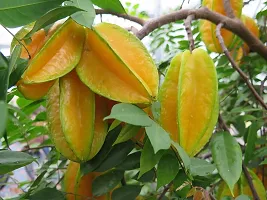 Star Fruit Carambola Grafted Plant  All Time Sweet Star Fruit Plant carambola Plant  02-thumb1