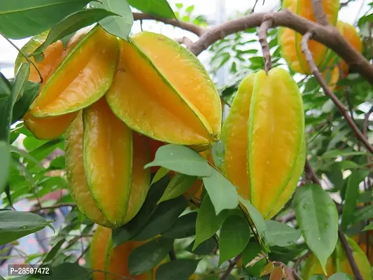 Star Fruit Carambola Grafted Plant  All Time Sweet Star Fruit Plant carambola Plant  02-thumb2