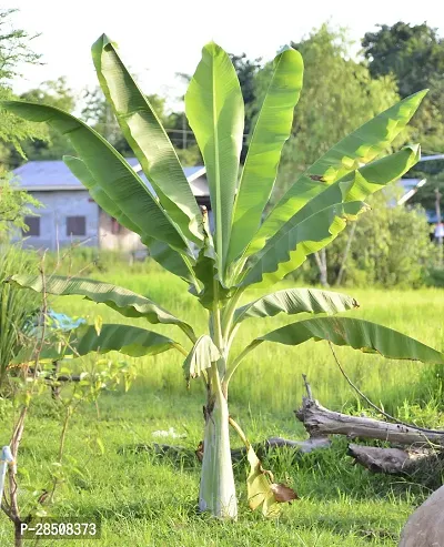 Banana Plant  Banana Plant kingdom136