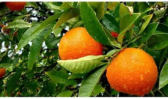 Lemon Plant  Vietnam malta Mosambi All Time Variety Grafted Fruit Live Plant s and Tree 1 5 2 Ft Size  1 Healthy Plant  in Nursery-thumb1